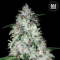 Auto OG KUSH
